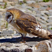 Screech owl in the Parque El Condor